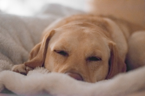 maisietheyellowlab:Sleepy Maisie and I wish you a wonderful Christmas or whichever holiday you celeb