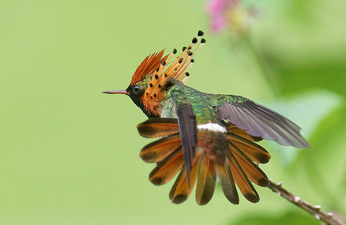 birdsbirds:  suchsmallhands:  birdsbirds:  deermary:  Tufted Coquette (Lophornis ornatus) of eastern