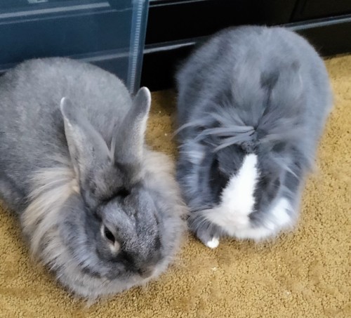 Loaves Are Buy One Get One At The Bakery Today
