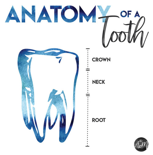 the-art-of-medicine - Anatomy of a Tooth