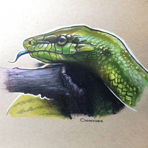 Today’s rendering of a red tailed green rat snake - time lapse video will be available on my P