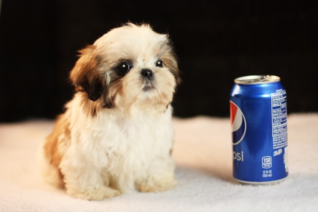 i-miss-my-90gb:  schizofunny:  posin with a pesi  Pupsi 