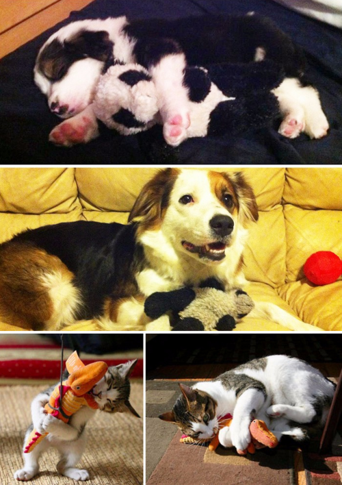 tastefullyoffensive:  Cats and Dogs Growing Up With Their Toys (photos via boredpanda)Previously: Before-and-After Photos of Dogs Growing Up   Complete n utter love for this post. Animals win, everytime.