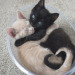trashyangelsblog: