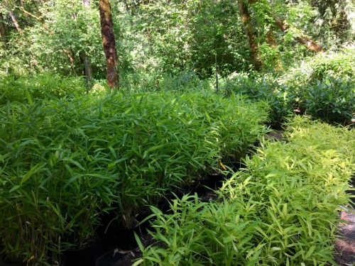 bbyseed:bamboo//gardens