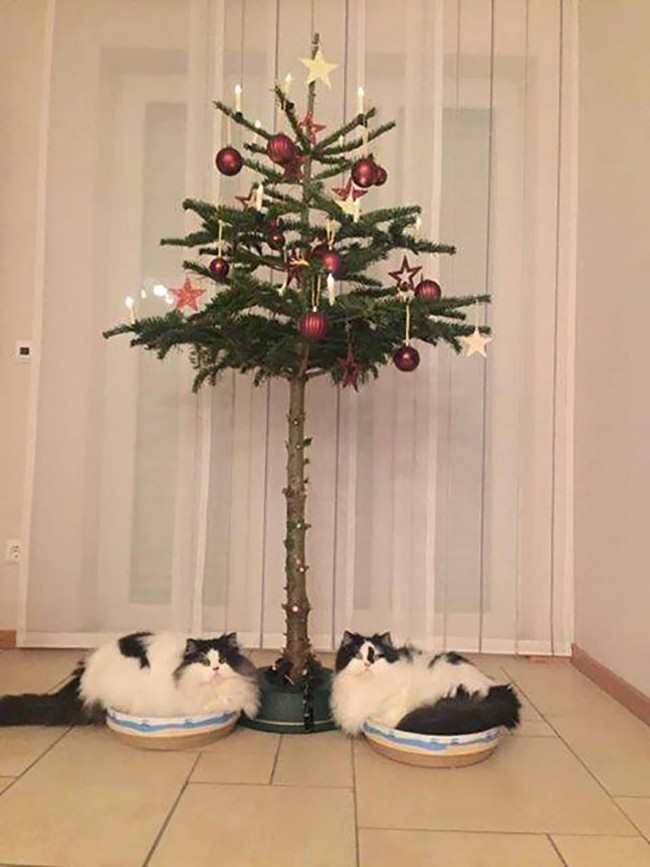 pleatedjeans:  16 Pet-Proof Christmas Trees