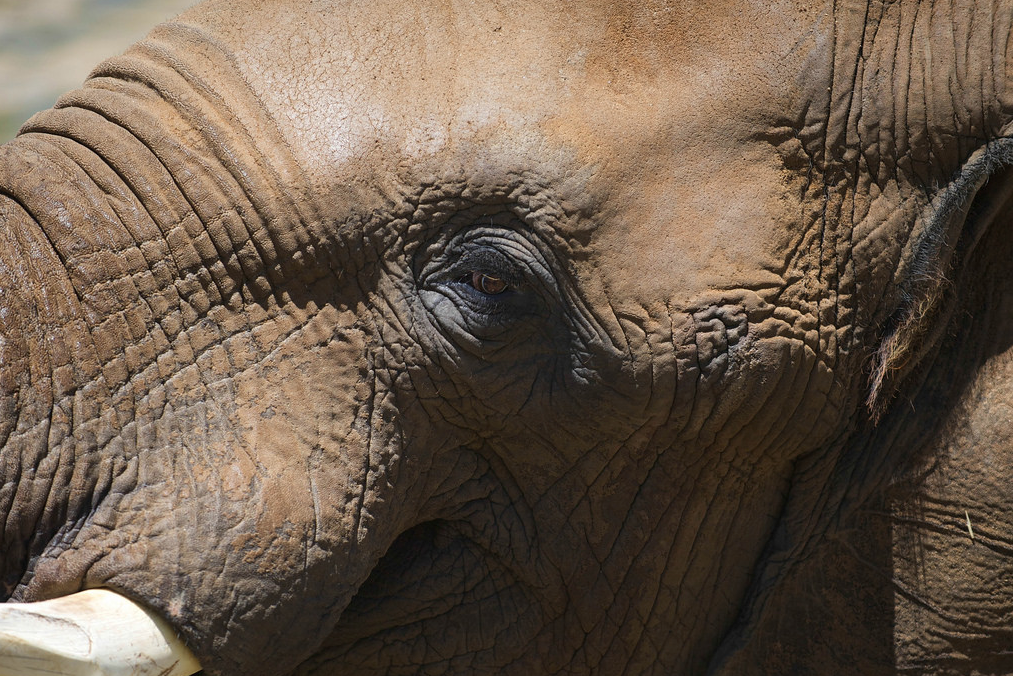sdzsafaripark:  Water for elephants by Lisa Diaz