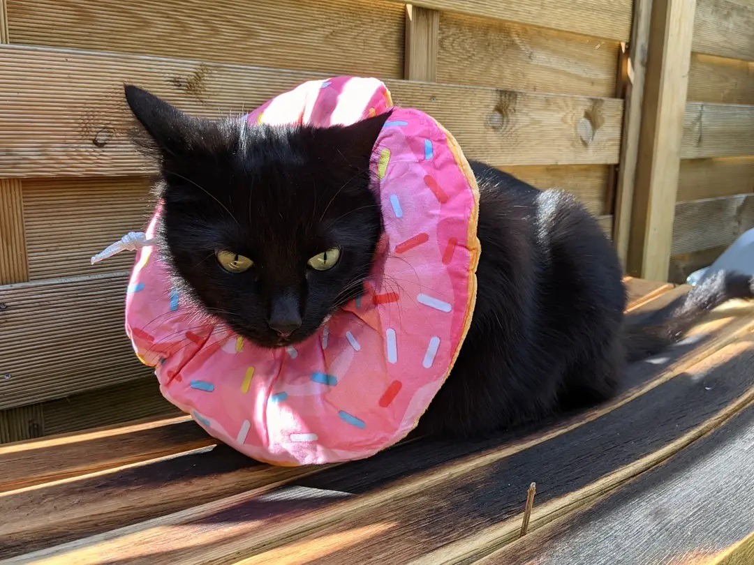 Apparently it’s #blackcatappreciationday so here’s Bruce. Sorry about the doughnut, little dude.
https://www.instagram.com/p/CSraKWvq1u0/?utm_medium=tumblr