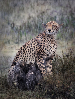 sixpenceee: A cheetah nursing her cubs in