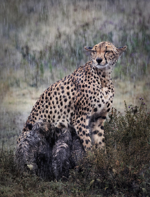 sixpenceee:A cheetah nursing her cubs in the rain. Photographer: Pierluigi Rizzato