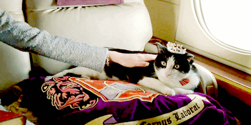 unimpressedcats:queen kitty