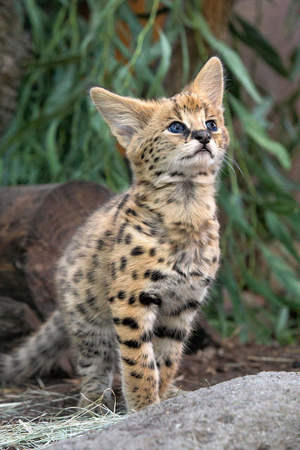 bigcatkingdom:  Kitten Kamari by San Diego Zoo Global on Flickr.