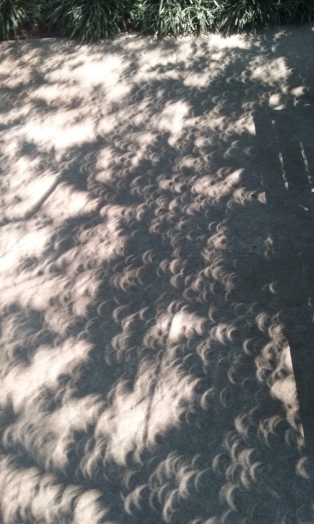 XXX cometcrystal:eclipse shadow pictures! theyre photo