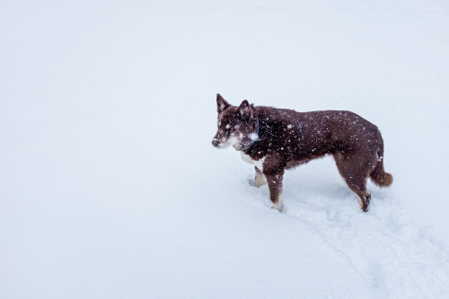 Faithful (Winter) Companion(Photo: d.)