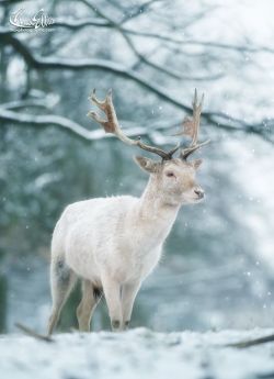 spiritofthewoodlands:  White on White by Max Ellis