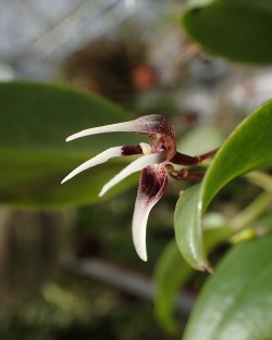 orchid-a-day: Pleurothallis condorensis Syn.: Ancipitia condorensis January 25, 2018  