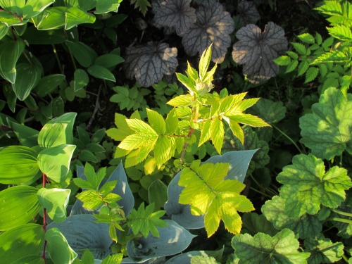 Golden-leaved meadowsweet, Filipendula ulmaria ‘Aurea’. Great foliage plant, also used as a medicina