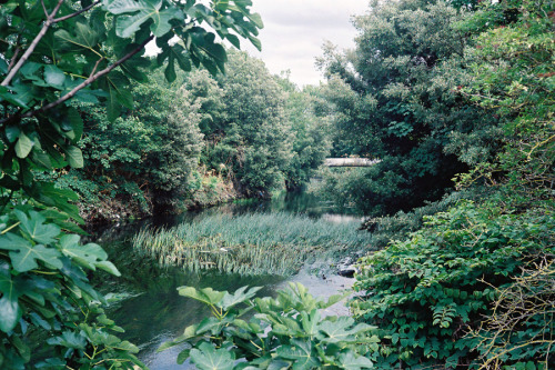 Expired film. Taken years ago whilst meandering through Walthamstow Marshes on my bike. The next day