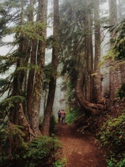 tablespoonofsugar:  Mt Rainier National Park, Washington