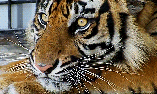 biomorphosis:  If looks could kill. 