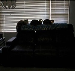 catasters: