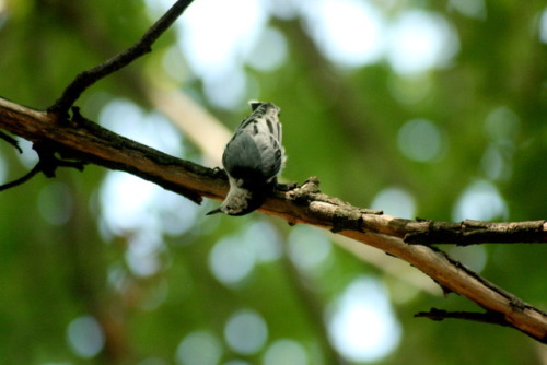 twilightsolo-photography: White-breasted Nuthatch Been a while since I’ve seen one of these, but now