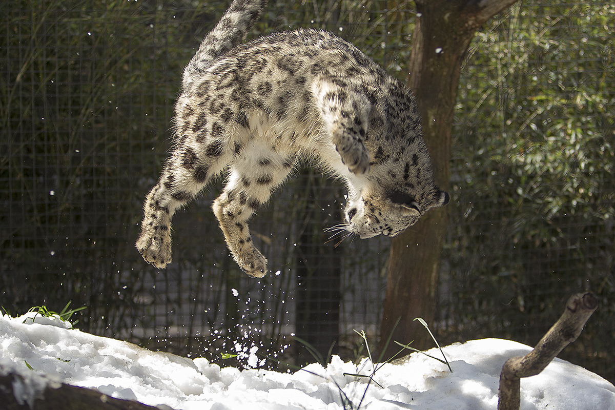 bett-splendens:  sdzoo:  Sunny Spring Day Brings Cool Snow to San Diego Zoo Snow