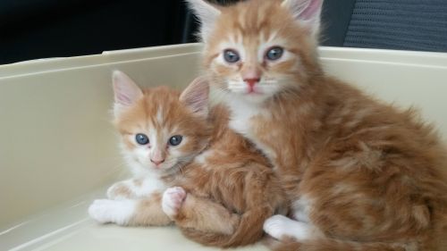 awwww-cute:  Boyfriend wasn’t sure about kittens. We had them for less than an hour…I left to grab d