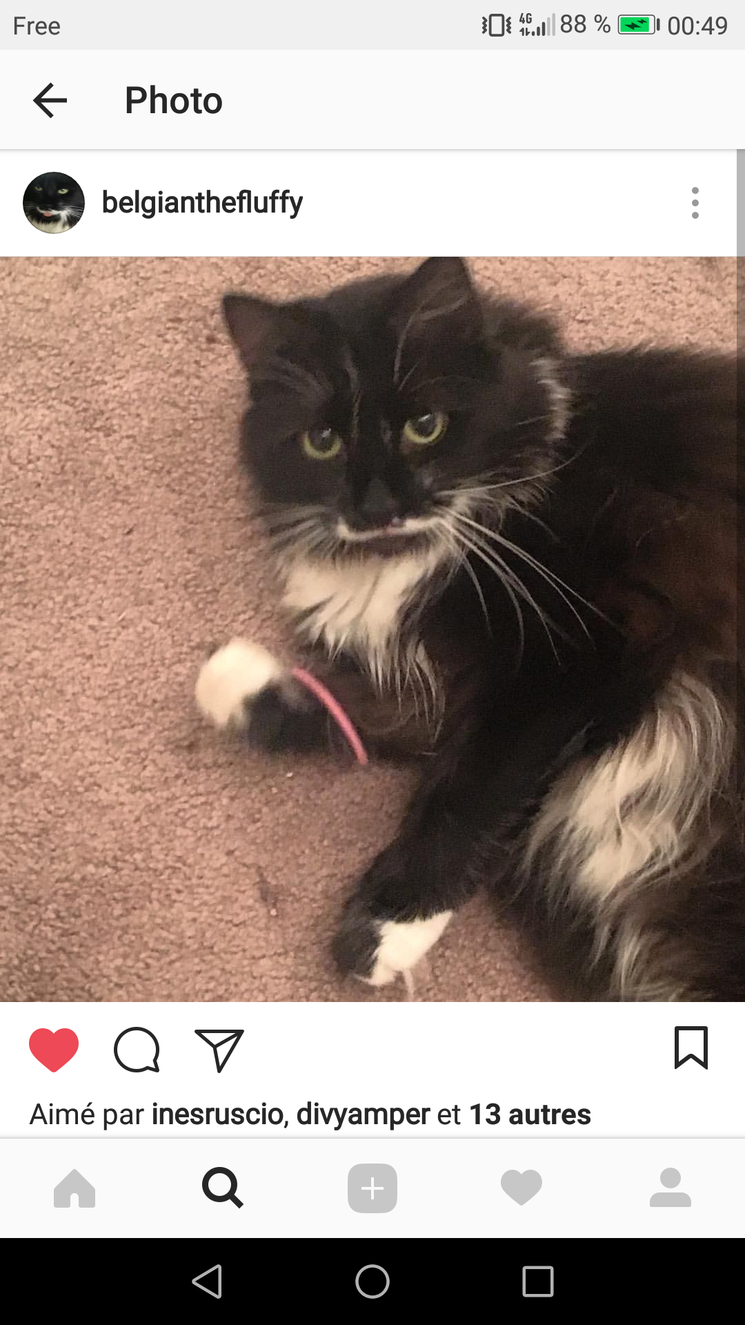 maghrebutch:  go follow this beautiful cat blease