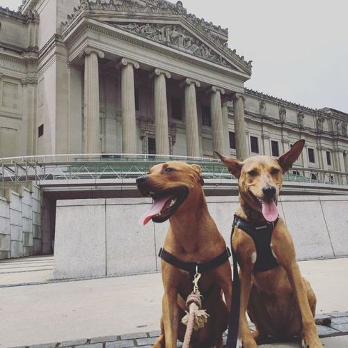 Nothing beats these dog days of summer, like some good puppers on our Plaza! Post your doggos, floof