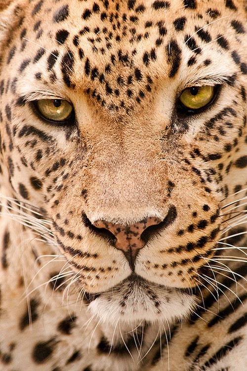 Porn Pics wonderous-world:  Leopard by Don Johnson