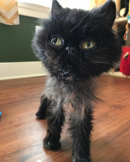 When Dana drinks water, her whole lower face gets soaked. . . . #persian #persiancat #adoptdontshop 