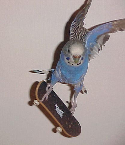 danceswithjoints:  so fly ~