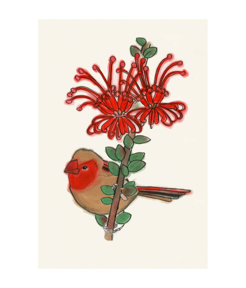 Crimson (Lady) finch and Red Spider Flowers - Matou en Peluche
