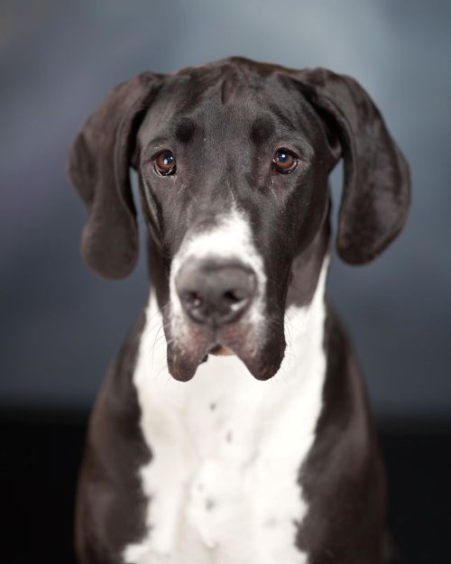 Leia the #greatdane came to the studio again and was perfect with her little girl. We always have a 