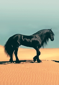 icelandicequine:Friesian horse