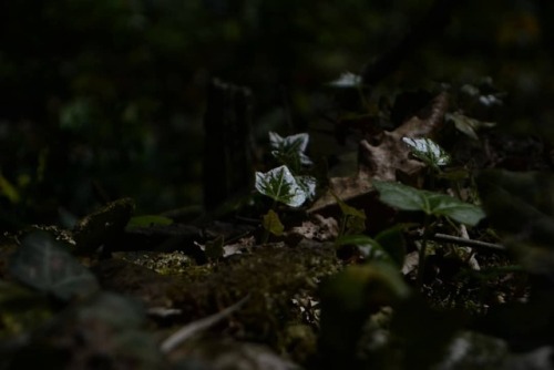 I, once again, have so many photos from a forest walk to share with you… So here is a teeny t