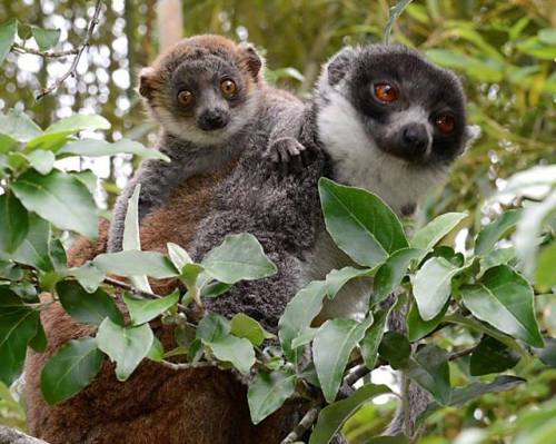 catsbeaversandducks:I love these furry little guys from Madagascar.Via Duke Lemur Center -