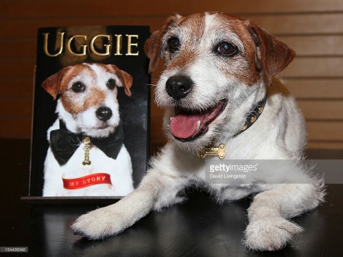 gettyimages:    Uggie - Star Of The Artist - Dies At 13  