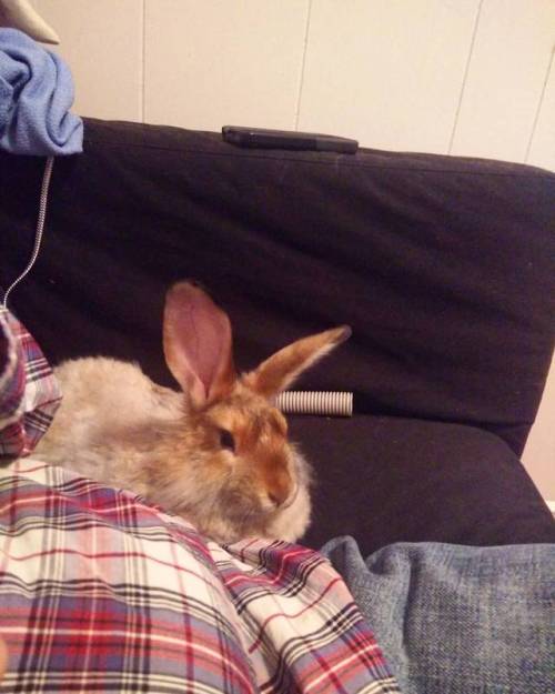 Sitting on the sofa like a cat. #apricotjambun #angorarabbit #rabbit #rabbitsofinstagram #houserabbi