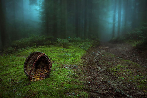 http://www.boredpanda.com/mysterious-forests/