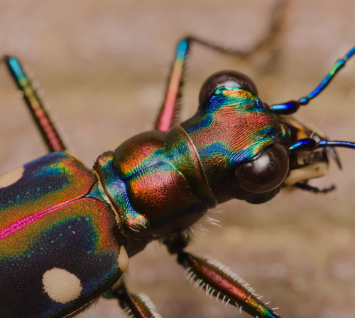 onenicebugperday: Golden-spotted or blue-spotted tiger beetle, Cicindela aurulenta, CarabidaeLi