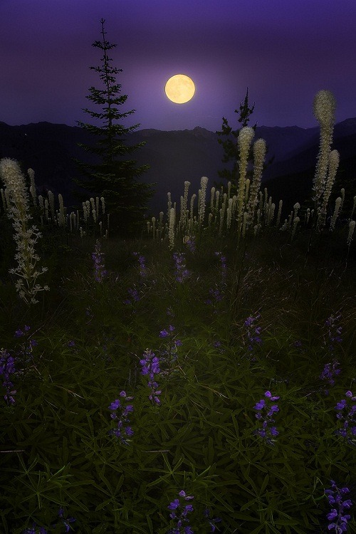 ponderation:

Dancing in the Moonlight by Chris Williams Exploration Photography 