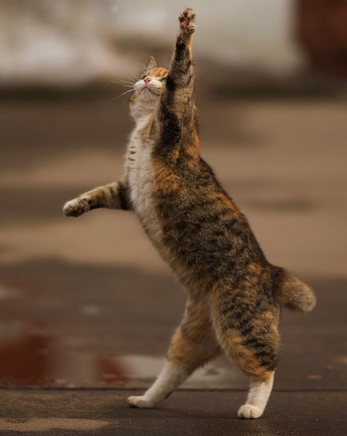drunkvanity:  kittehkats:  Cat Interpretive Dance # 9 Dandelion floofs on an Autum