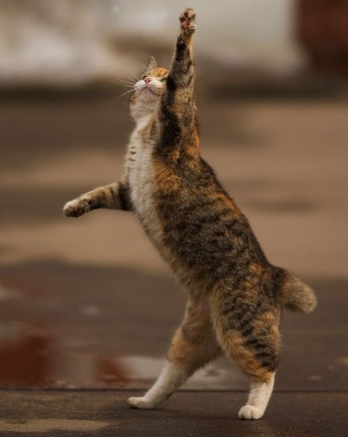 kittehkats: Cat Interpretive Dance # 9 Dandelion floofs on an Autum Breeze Found on weibo.com