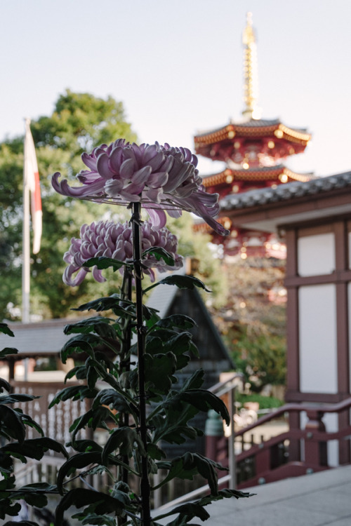 競い合い空 2016年、川崎大師菊花展。 川崎大師の菊花展。到着が遅く、囲いのある展示エリアは着いて早々にすだれで覆い隠されてしまった。