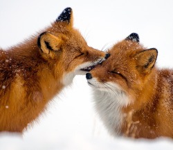 beautiful-wildlife:Love Bite by Ivan Kislov