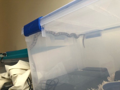 “I climb”It’s been an absolute train wreck of a year so I’ve not been much for snake updates. This i