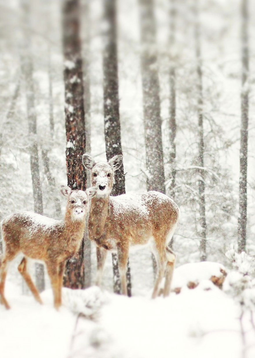 odditiesoflife:  Winter Wonderland Winter can be as beautiful as it is frigid –