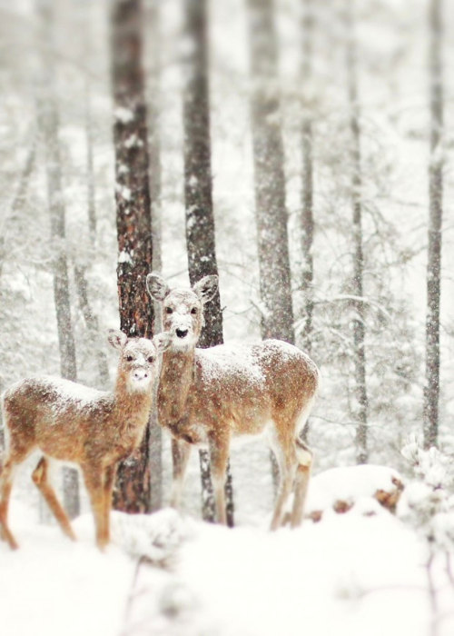 candycoloratura: odditiesoflife: White Winter Wonderland Winter can be as beautiful as it is frigid 